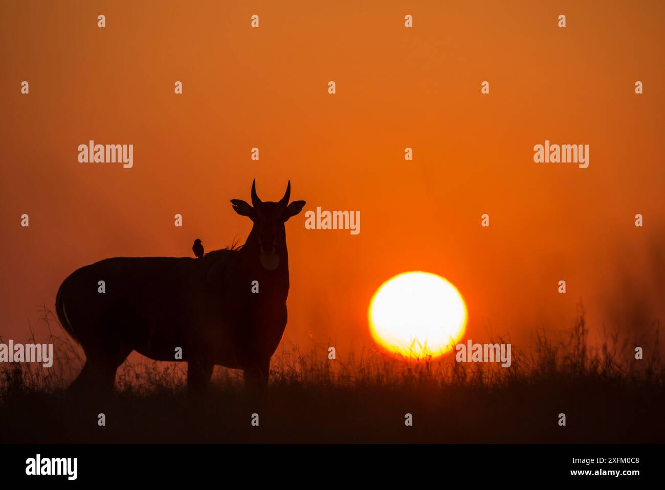 Nilgai o toro blu (Boselaphus tragocamelus), silhouette maschile al tramonto, con uccello drongo nero sulla schiena. Parco nazionale Velavadar, Gujarat, India Foto Stock