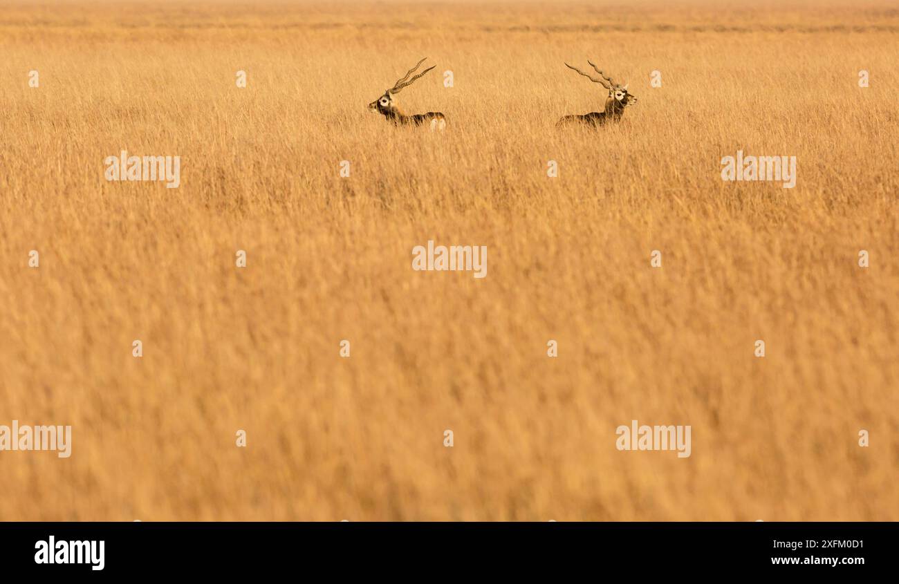 Blackbuck (Antilope cervicapra), due maschi in erba alta. Parco nazionale Velavadar, Gujarat Foto Stock