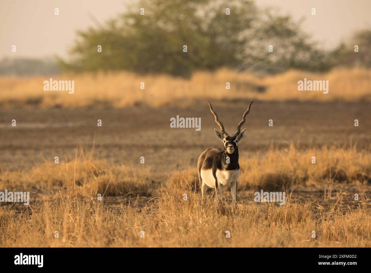 Blackbuck (Antelope cervicapra), maschio che si nutre di erba. Parco nazionale Velavadar, Gujarat, India Foto Stock