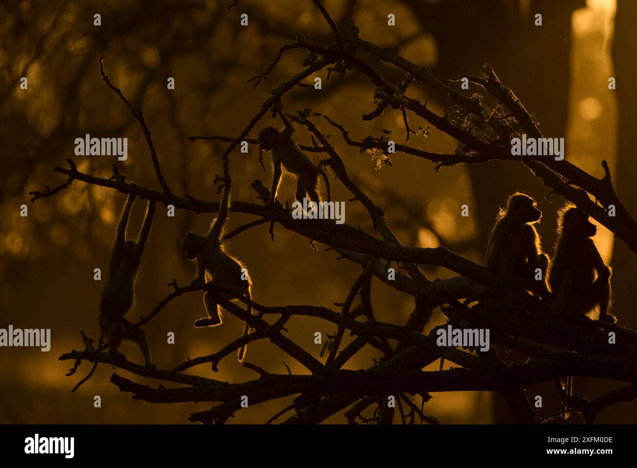 Babbuini gialli (Papio cynocephalus) che giocano al tramonto, South Luangwa NP, Zambia. Foto Stock