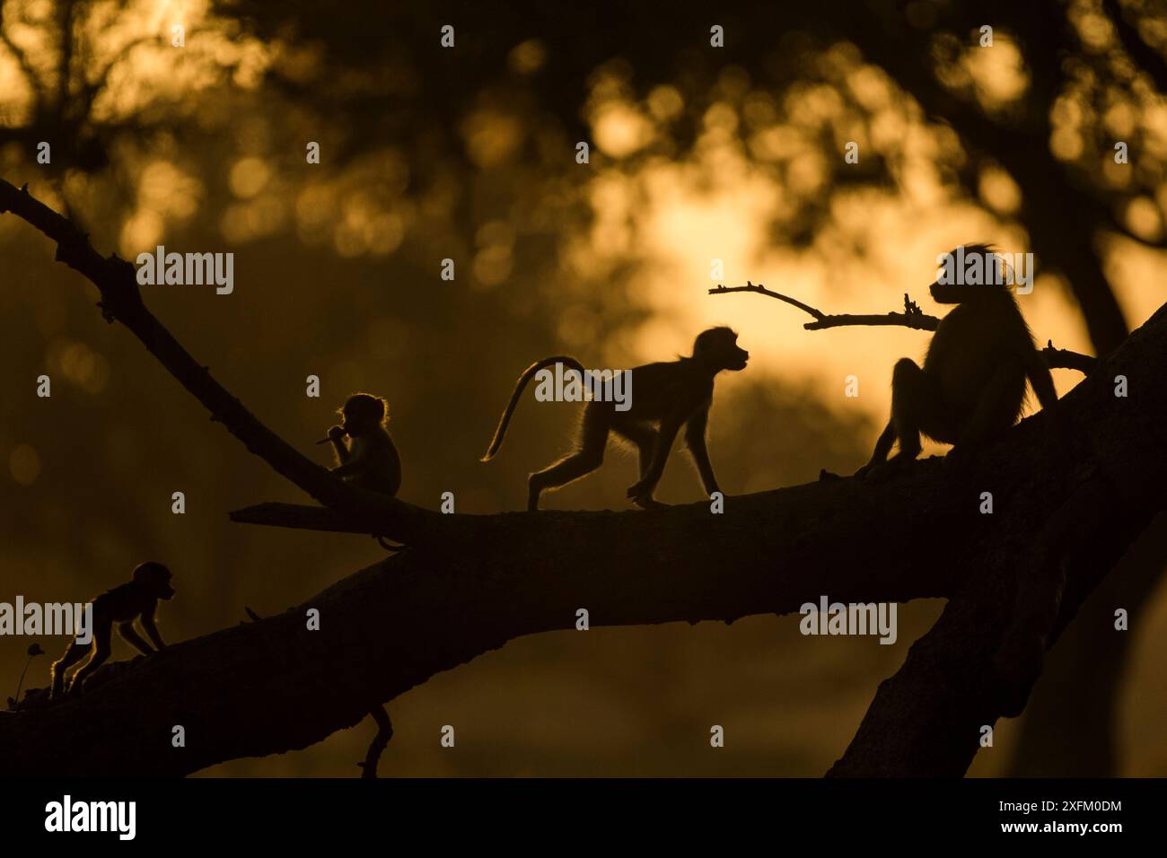 Babbuini gialli (Papio cynocephalus) che suonano al tramonto. South Luangwa NP, Zambia. Foto Stock