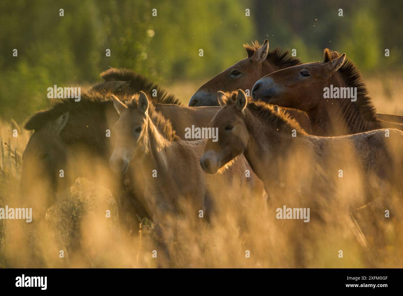 Di Przewalski cavalli (Equus ferus przewalskii) allevamento, Chernobyl Zona di esclusione, Ucraina Settembre Foto Stock