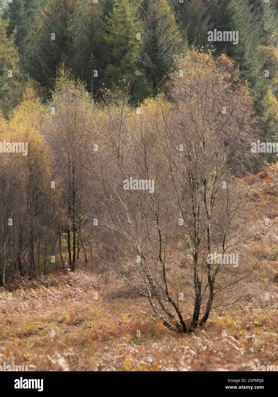 Bosco misto a Mortimer Forest, Ludlow, Shropshire, Regno Unito Foto Stock