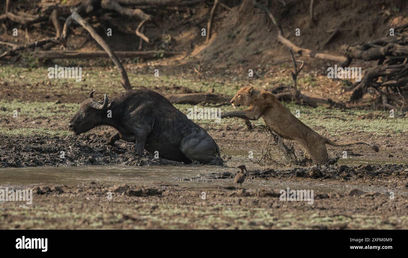 Lioness (Panthera leo) caccia bufalo del Capo (Syncerus caffer) bloccato nel fango, South Luangwa NP, Zambia. Foto Stock