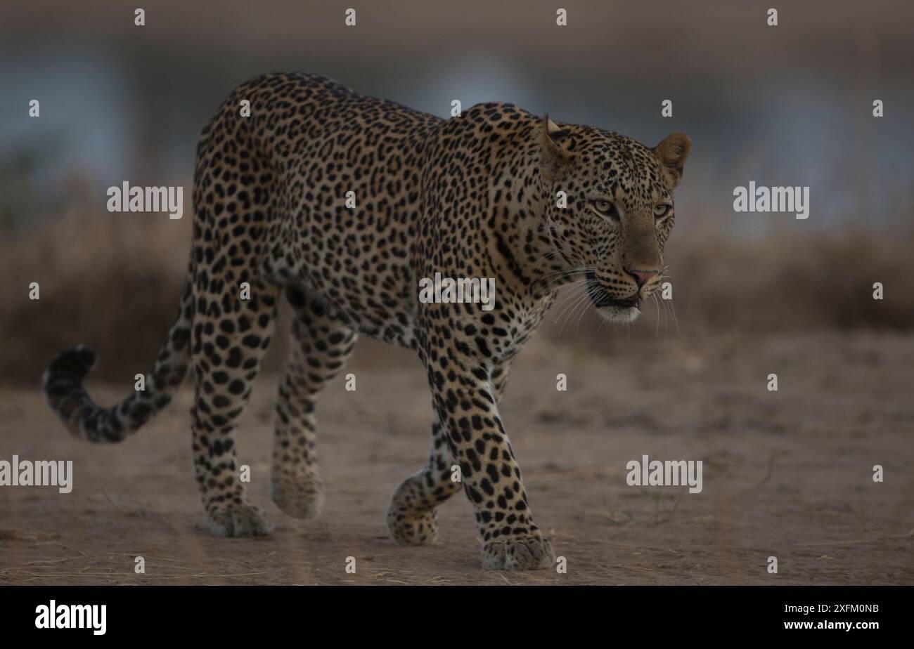 Leopardo africano (Panthera pardus), South Luangwa NP, Zambia Foto Stock