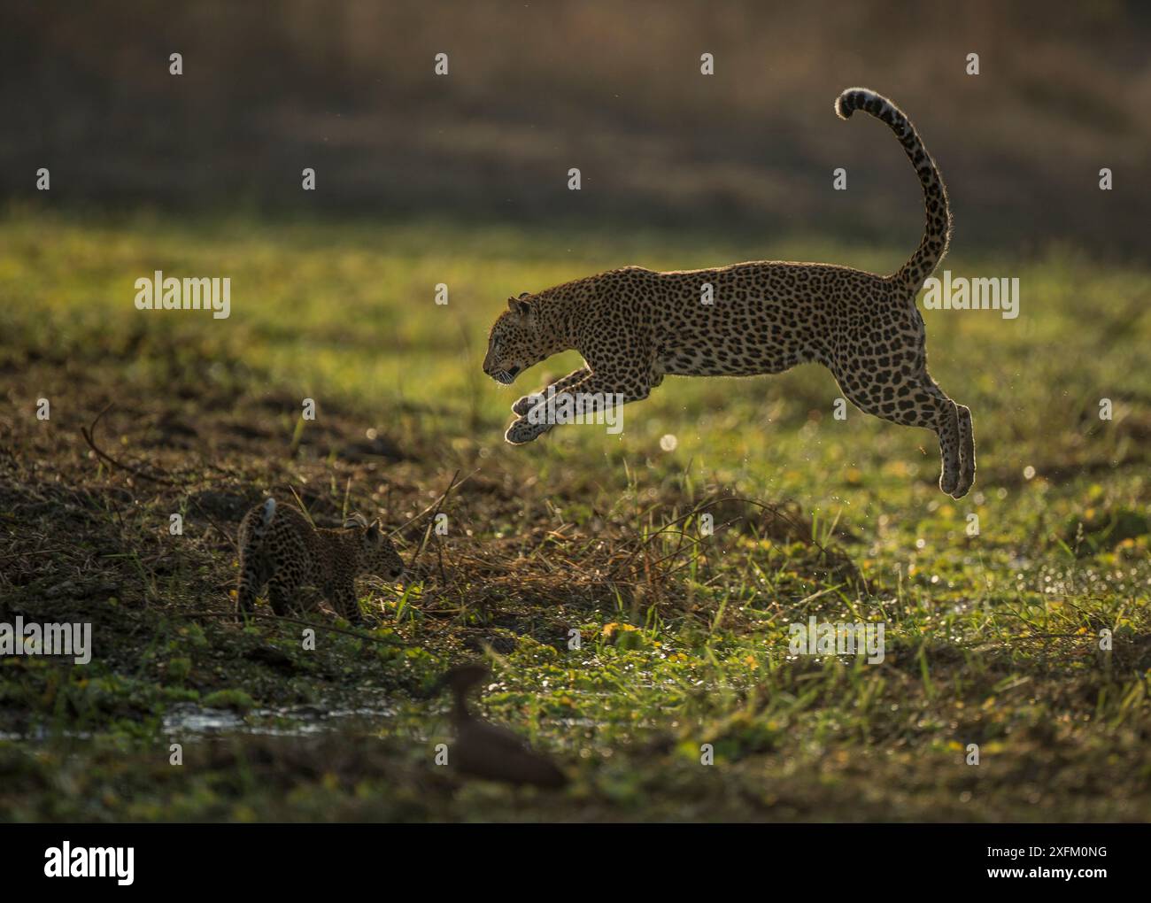 Leopardo africano (Panthera pardus) mentre gioca con Cub, South Luangwa NP, Zambia Foto Stock