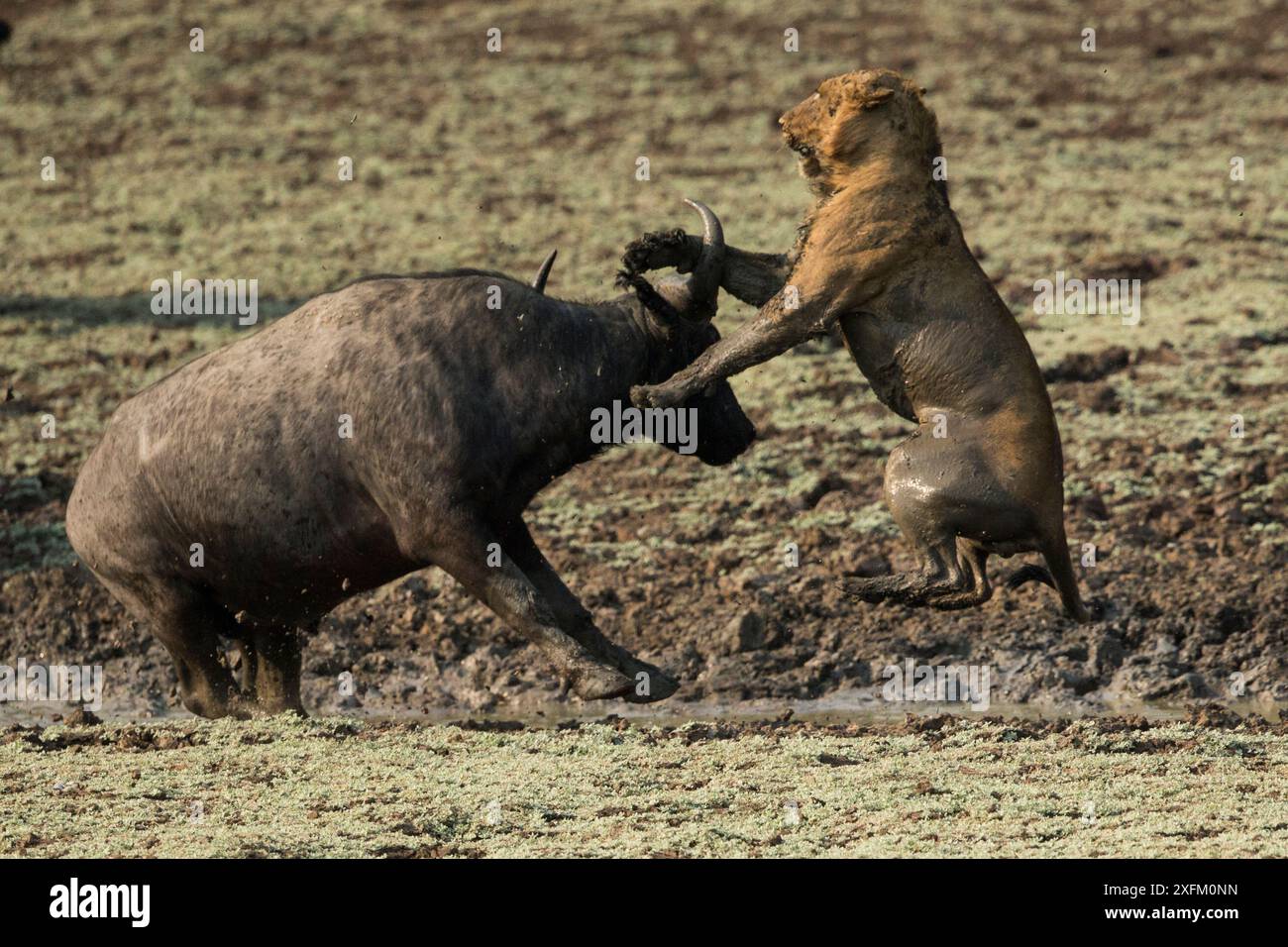 Lioness (Panthera leo) caccia senza successo al bufalo del Capo (Syncerus caffer) South Luangwa NP, Zambia. Foto Stock