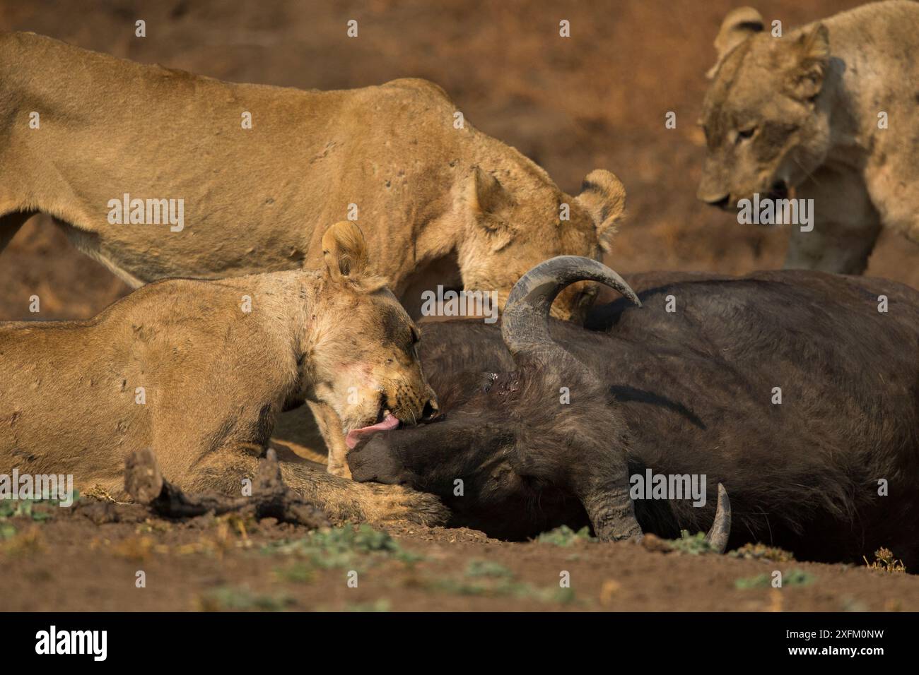 Leoni (Panthera leo) che si nutrono di bufalo del Capo (Syncerus caffer), Luangwa NP meridionale, Zambia. Foto Stock
