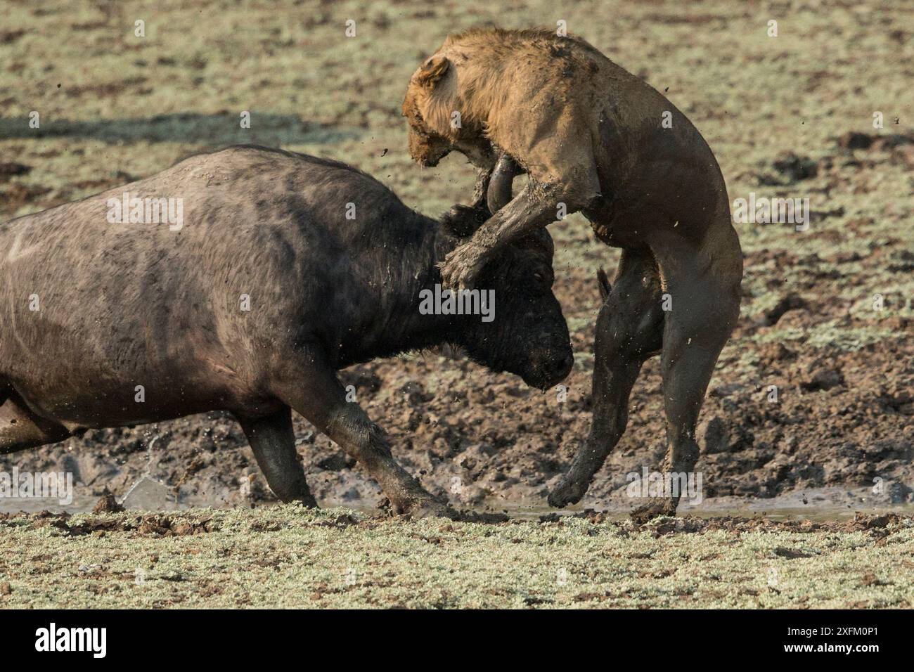 Lioness (Panthera leo) caccia senza successo al bufalo del Capo (Syncerus caffer) South Luangwa NP, Zambia. Foto Stock