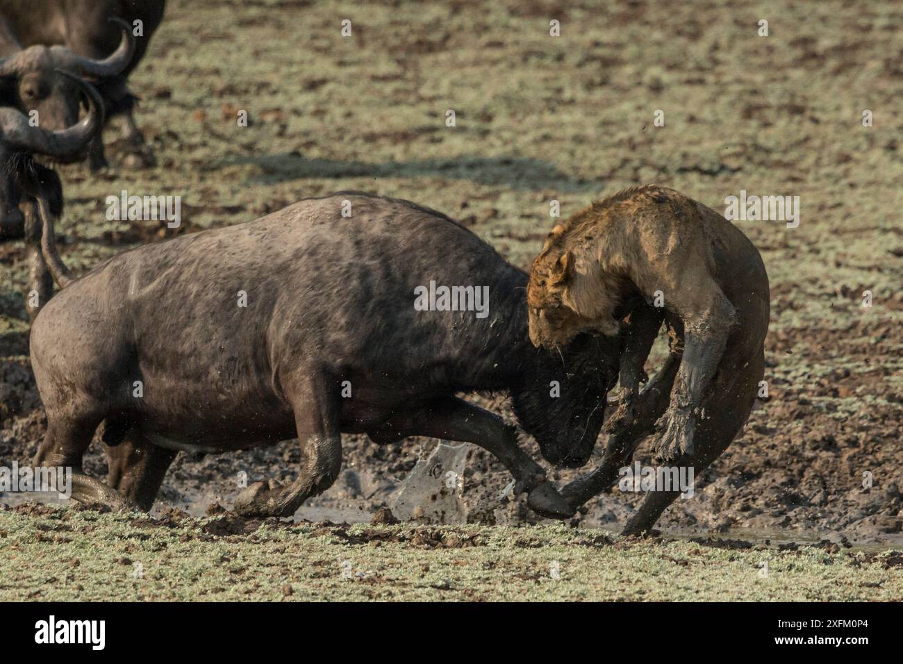 Bufalo del Capo (Syncerus caffer) che attacca Lioness (Panthera leo) South Luangwa NP, Zambia. Foto Stock