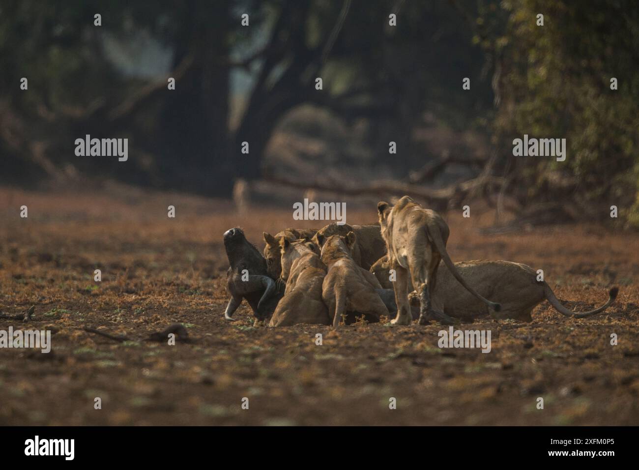 Leoni (Panthera leo) che si nutrono di bufalo del Capo (Syncerus caffer), Luangwa NP meridionale, Zambia Foto Stock