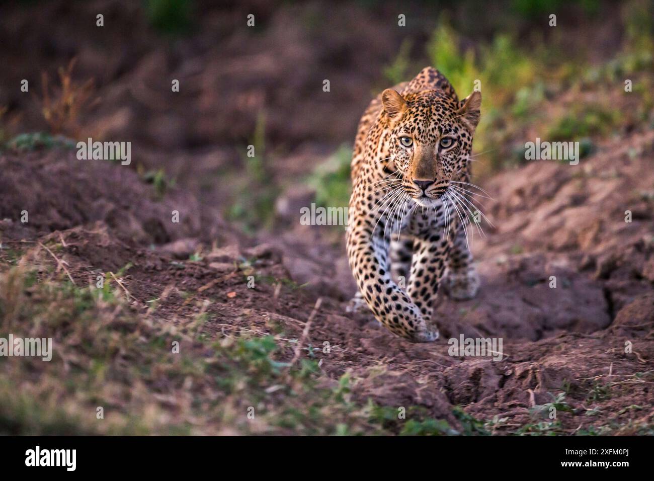 Leopardo africano (Panthera pardus), South Luangwa NP, Zambia Foto Stock
