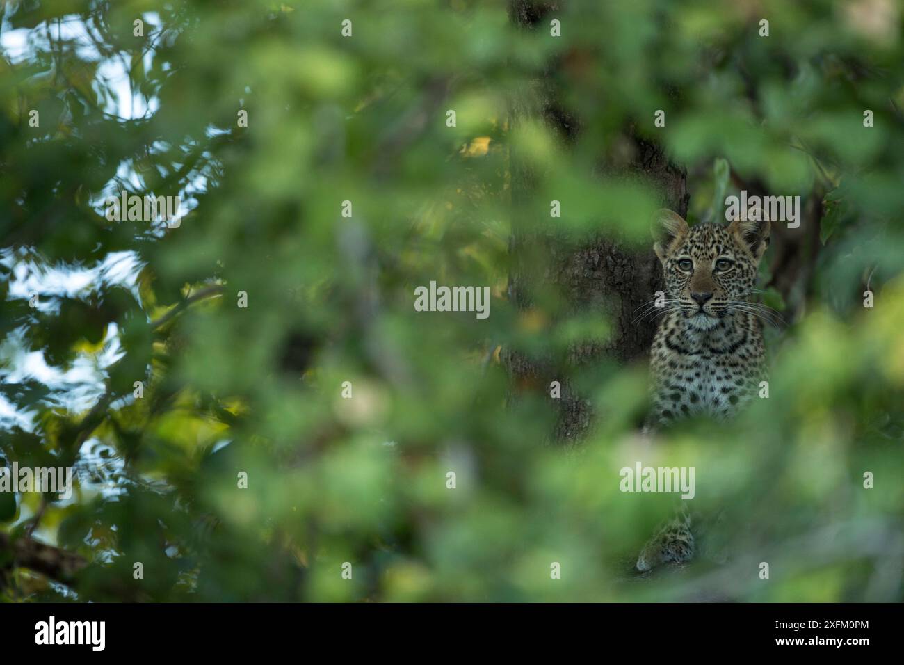 Ritratto del leopardo africano (Panthera pardus), South Luangwa NP, Zambia Foto Stock