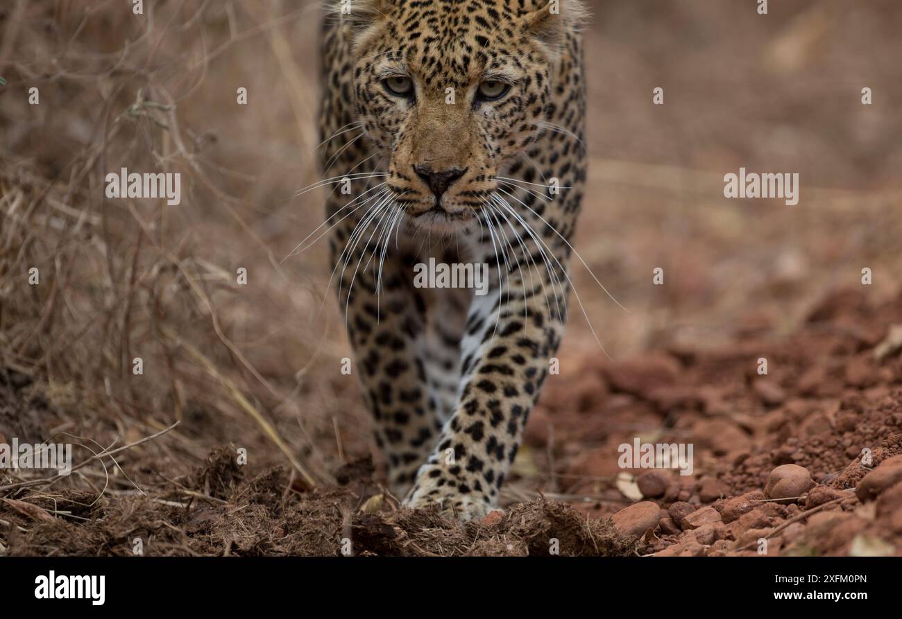 Leopardo africano (Panthera pardus) a piedi, South Luangwa NP, Zambia Foto Stock