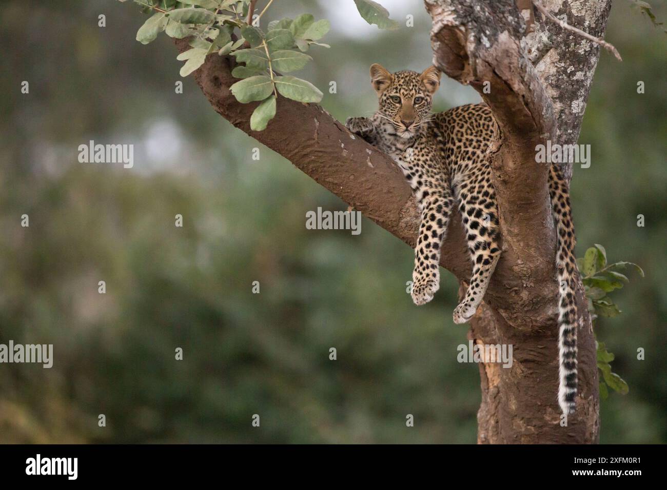 Leopardo africano (Panthera pardus), South Luangwa NP, Zambia Foto Stock