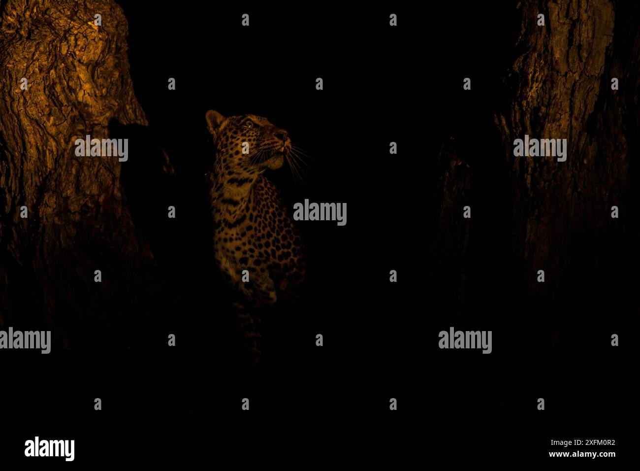 Leopardo africano (Panthera pardus) di notte, South Luangwa NP, Zambia Foto Stock
