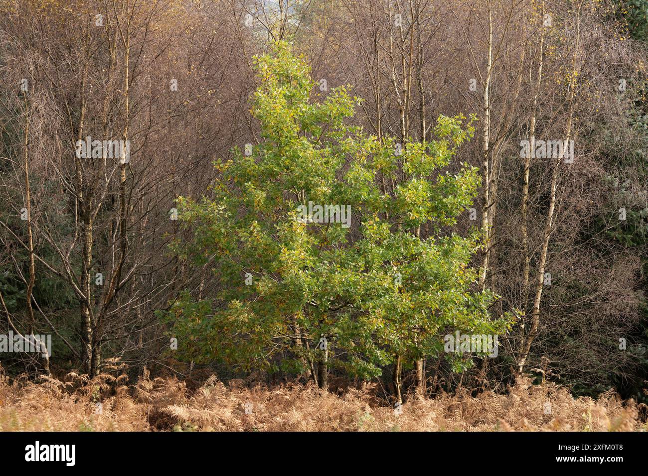 Bosco misto a Mortimer Forest, Ludlow, Shropshire, Regno Unito Foto Stock