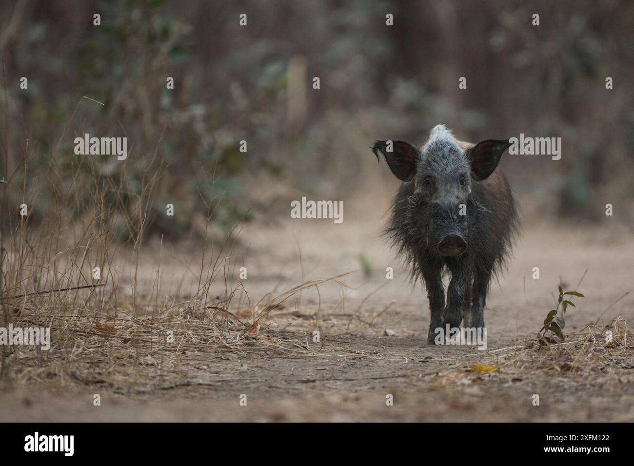 Maiale cespuglio (Potamochoerus larvatus) nel South Luangwa NP, Zambia. Foto Stock