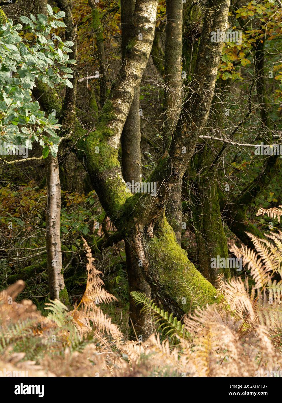 Bosco misto a Mortimer Forest, Ludlow, Shropshire, Regno Unito Foto Stock