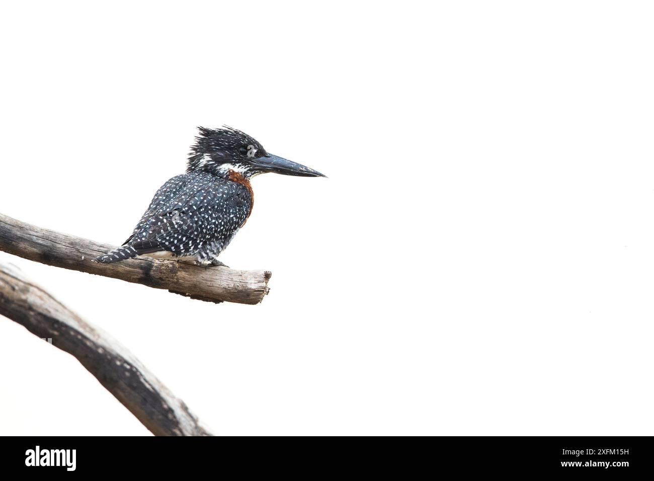 Gigante kingfisher (Megaceryle maxima) arroccato. South Luangwa NP, Zambia Foto Stock