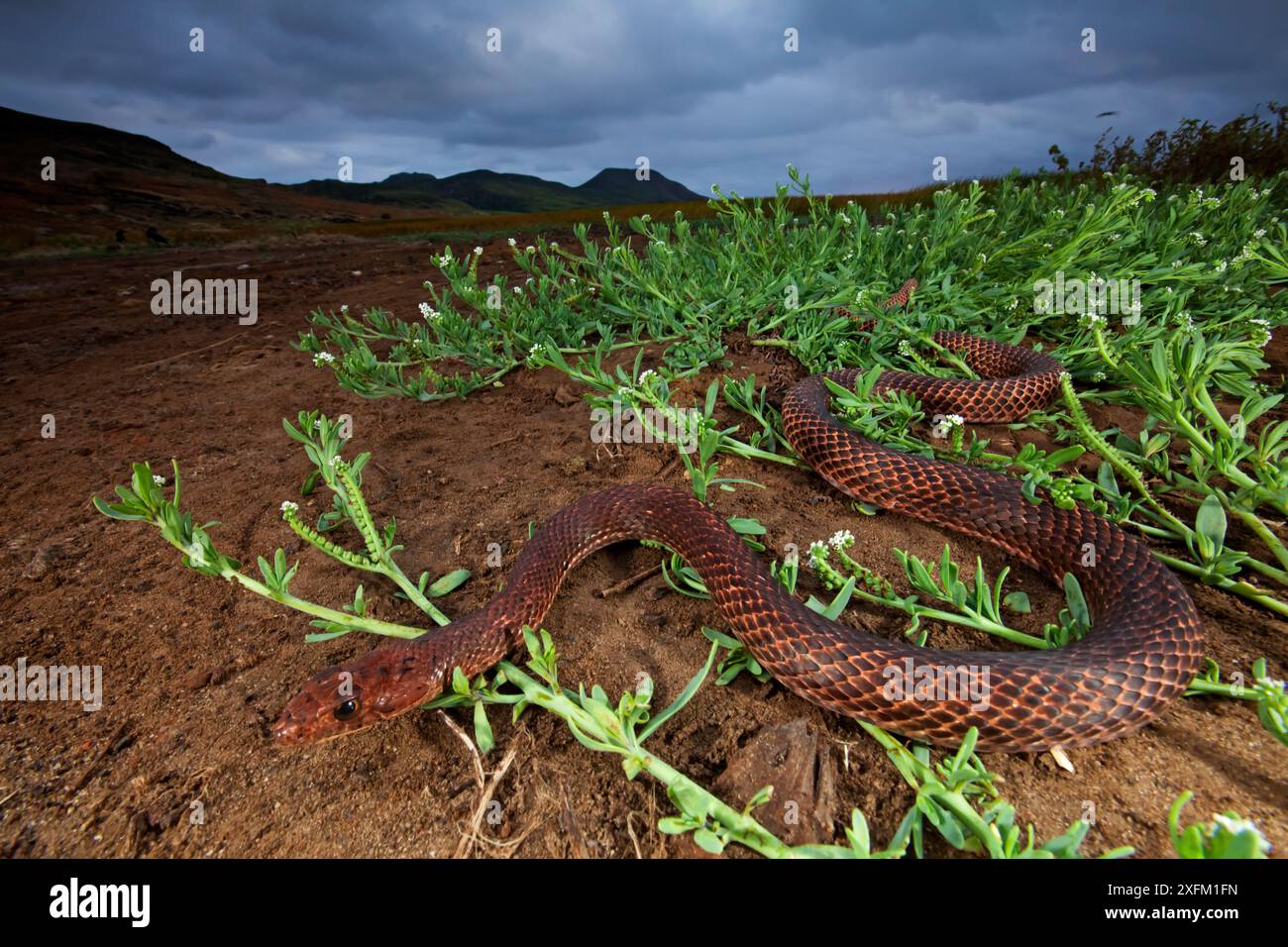 Clarion Island Whip Snake (Masticophis anthonyi), IUCN Critically Endangered, Clarion Island, Revillagigedo Arcipelago Biosphere Reserve / Archipielago de Revillagigedo patrimonio naturale dell'umanità dell'UNESCO (Isole Socorro), Oceano Pacifico, Messico occidentale, febbraio Foto Stock