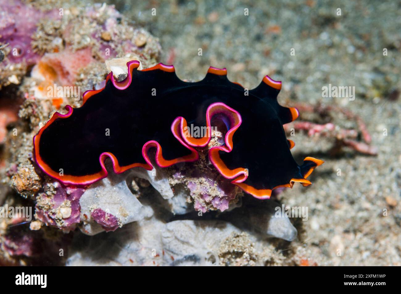 Verme piatte Polyclad (Pseudobiceros fulgor). Stretto di Lembeh, Sulawesi settentrionale, Indonesia. Foto Stock