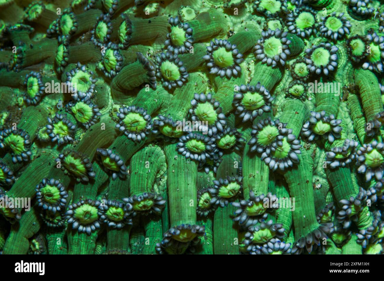 Polipi parzialmente ritratti di corallo (Goniopora sp) stretto di Lembeh, Sulawesi settentrionale, Indonesia. Foto Stock