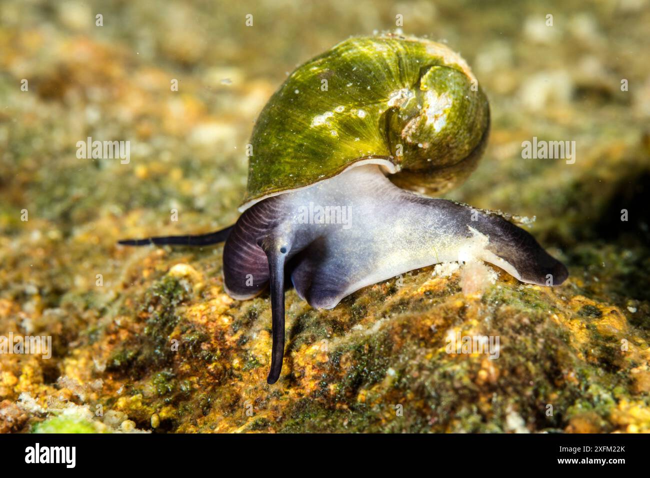 Lumaca d'acqua dolce (Benedictia baicalensis) Lago Baikal, Siberia, Russia. Foto Stock