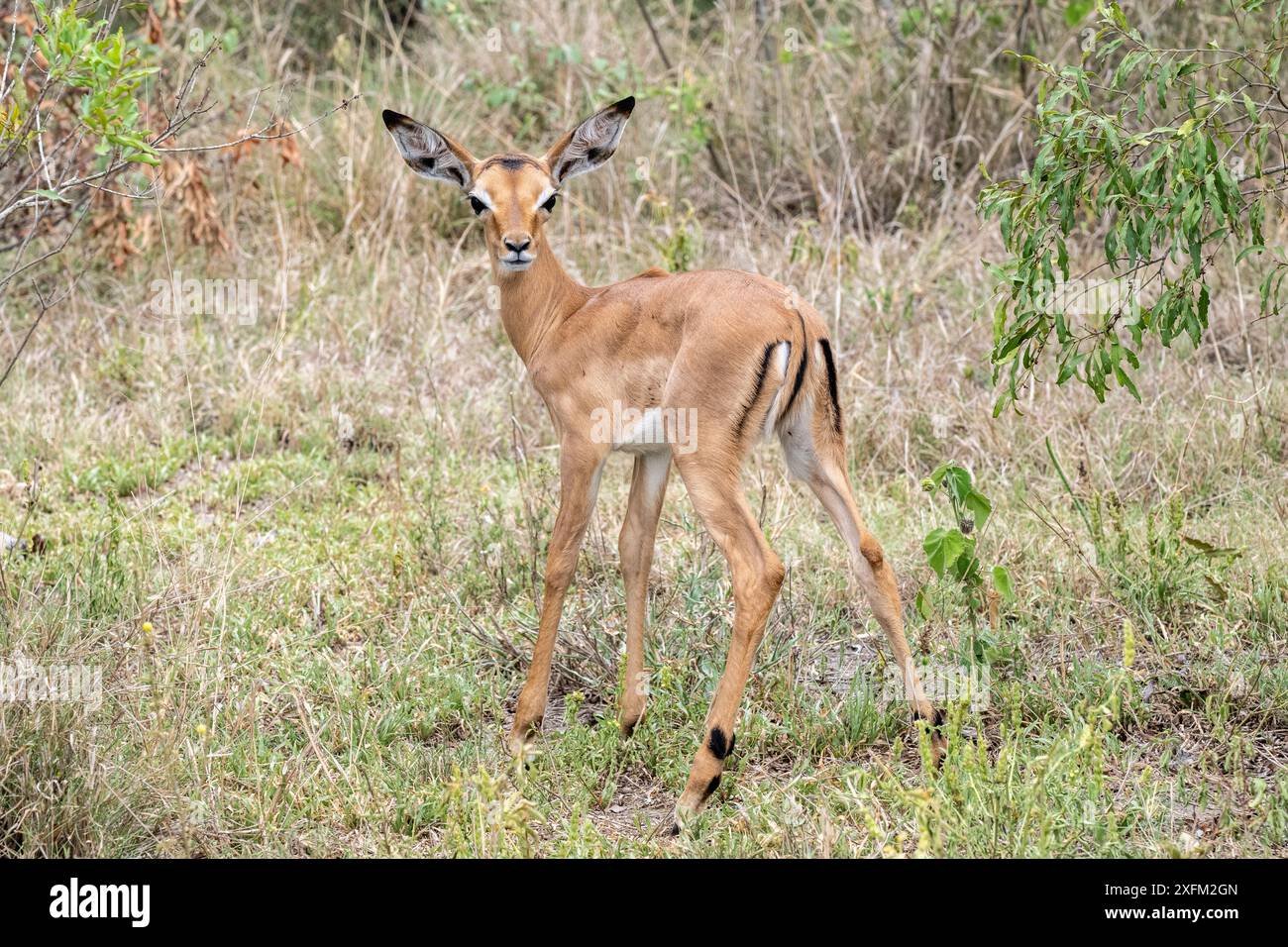 Vitello di Impala Foto Stock