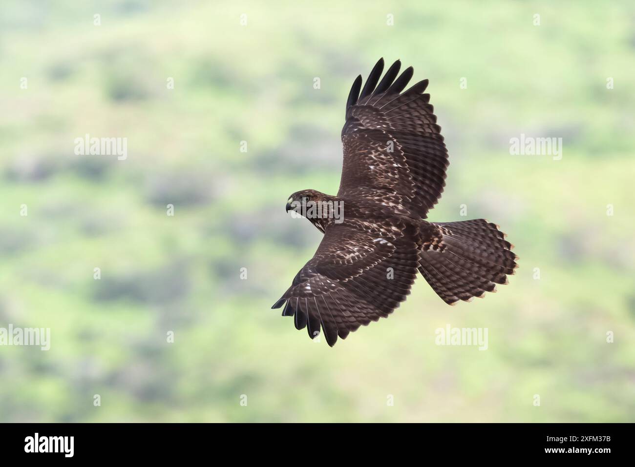 Socorro Falco dalla coda rossa (Buteo jamaicensis socorroensis) in volo, Socorro Island, Revillagigedo Arcipelago Biosfera Reserve / Archipielago de Revillagigedo, patrimonio naturale dell'umanità dell'UNESCO (Isole Socorro), Oceano Pacifico, Messico occidentale, luglio Foto Stock