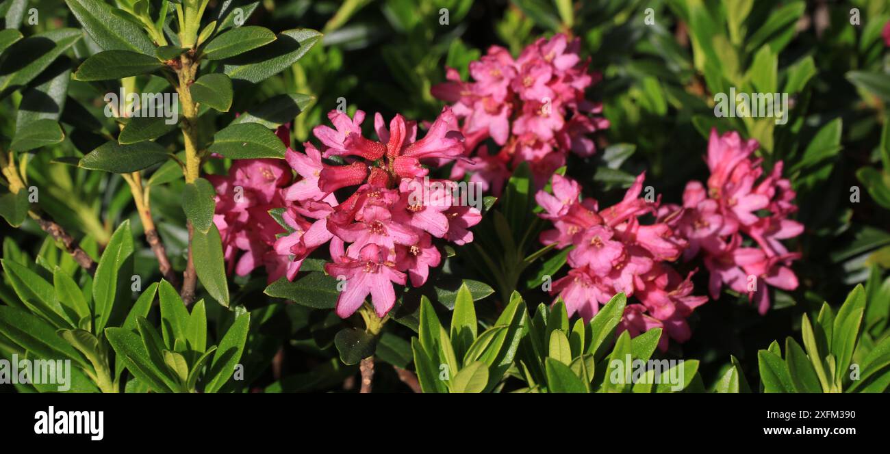 Rose alpine, fiori selvatici rosa che crescono nelle Alpi svizzere. Foto Stock