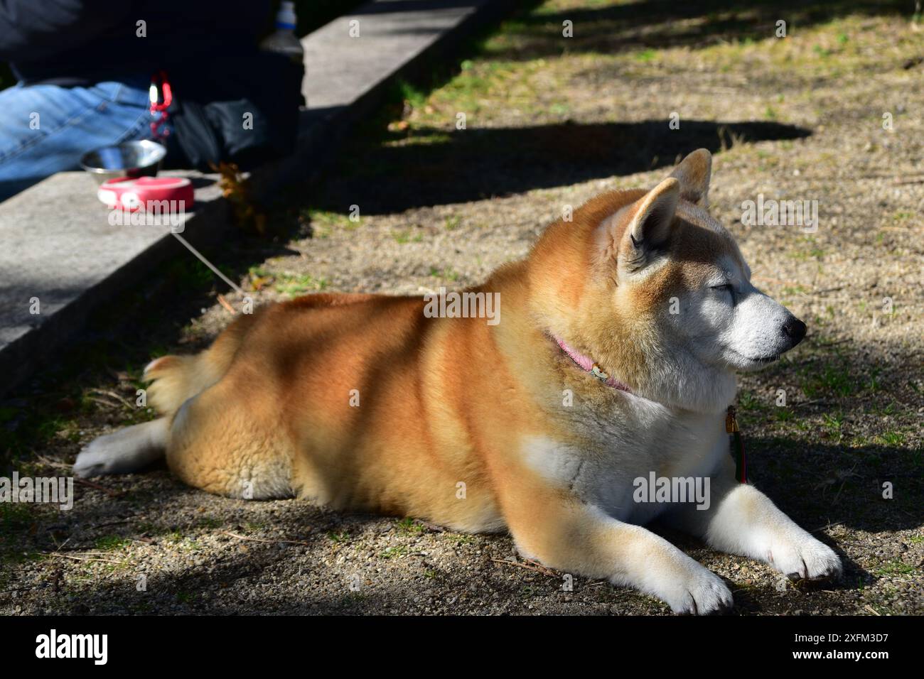 Primo piano di un soffice cane Shiba Inu steso nell'erba Foto Stock