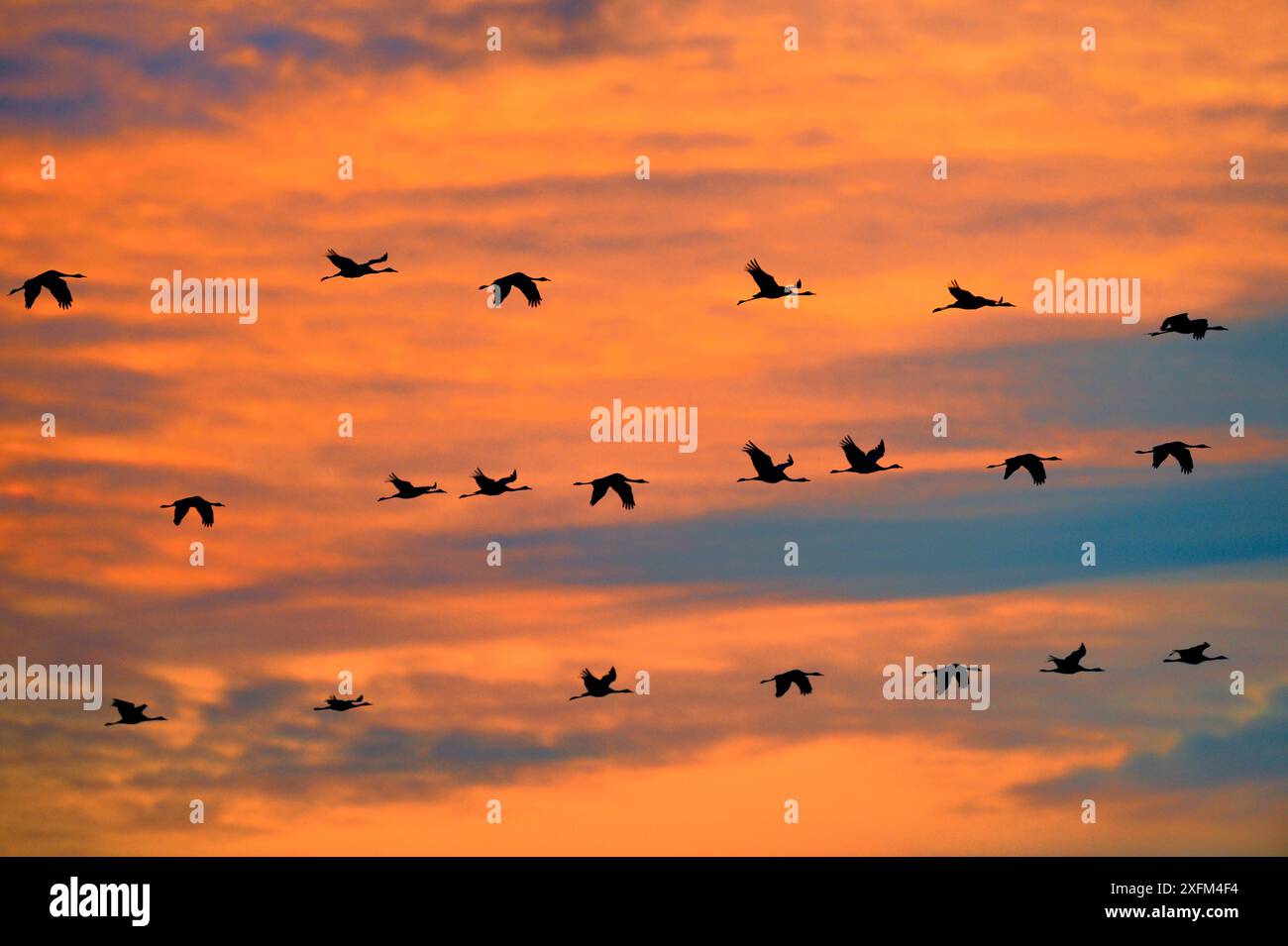 Le gru comuni (Grus grus) si radunano sulla migrazione al tramonto, Montier en Der, Aube, Francia, novembre Foto Stock