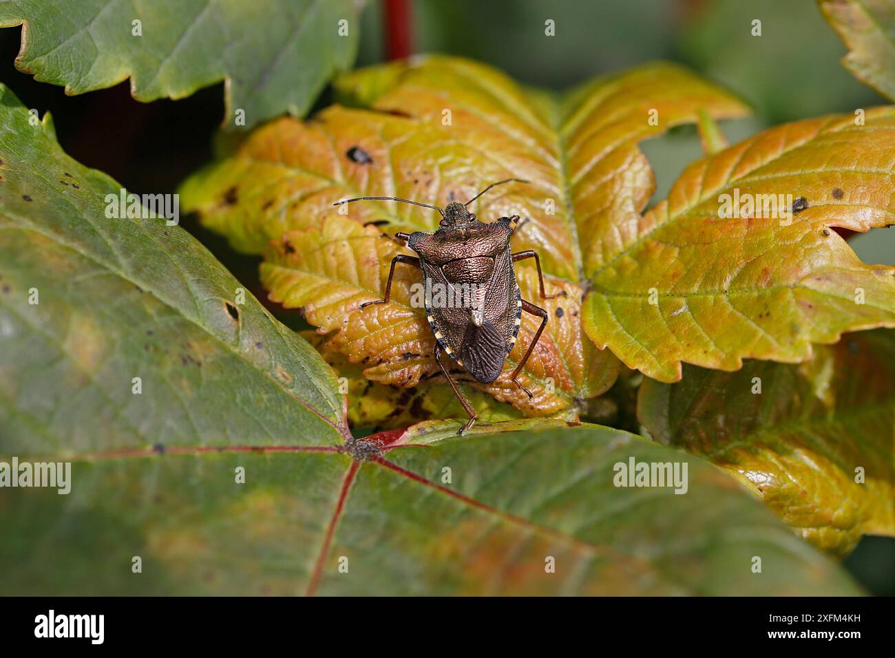 Cimice con scudo a gambe rosse (Pentatoma rufipes) che poggia su foglie nel bosco, Cheshire, Regno Unito, luglio. Foto Stock