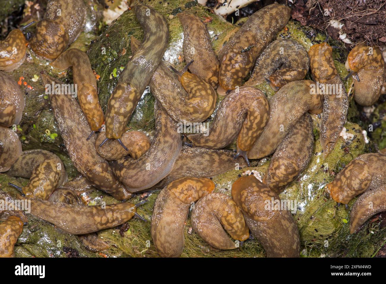 Lumaca gialla (Limax flavus) prelevata di notte all'interno del contenitore del compost. Surrey, Regno Unito. Foto Stock