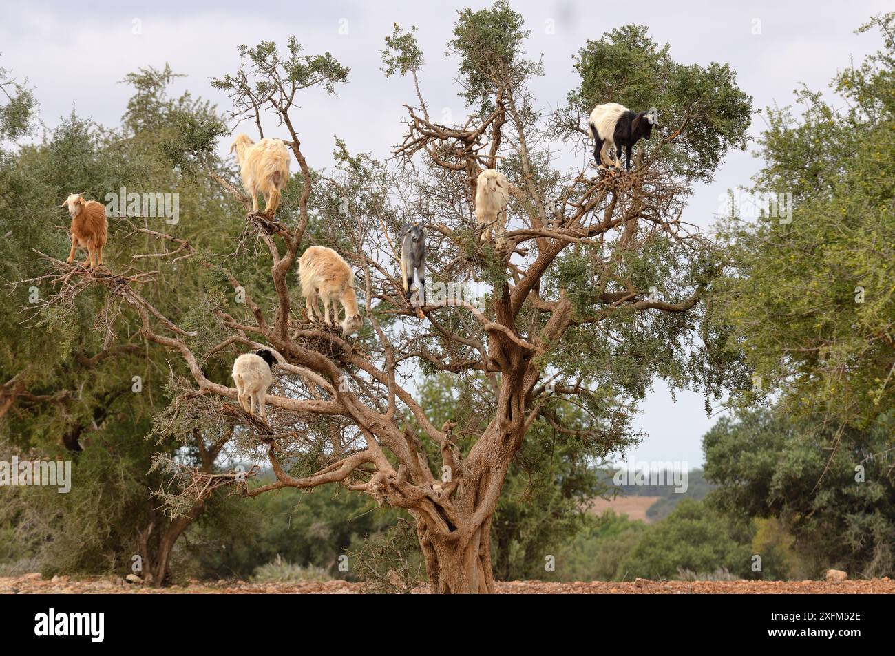 Capre domestiche (Capra aegagrus hircus) che si arrampicano nell'albero di Argan per nutrirsi di foglie, Essaouira, Marocco Foto Stock
