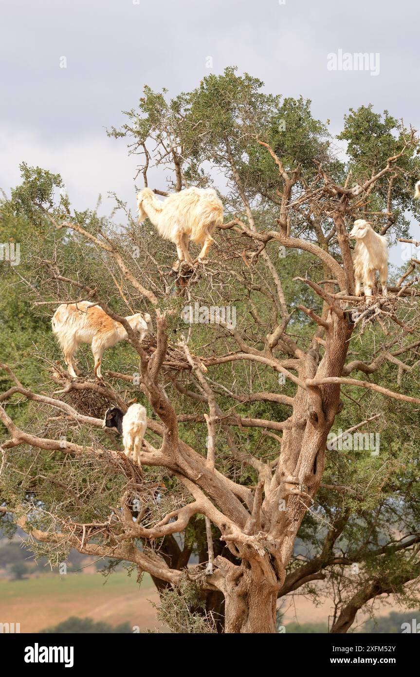 Capre domestiche (Capra aegagrus hircus) che arrampicano l'albero di Argan, Essaouira, Marocco Foto Stock