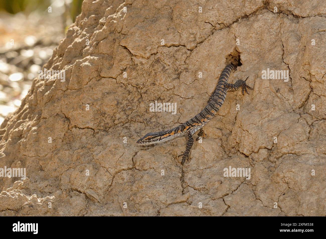 Il goanna di Rosenberg (Varanus rosenbergi) giovane che torna a nidificare nel tumulo delle termiti. Kangaroo Island, Australia meridionale. Specie vulnerabili. Foto Stock