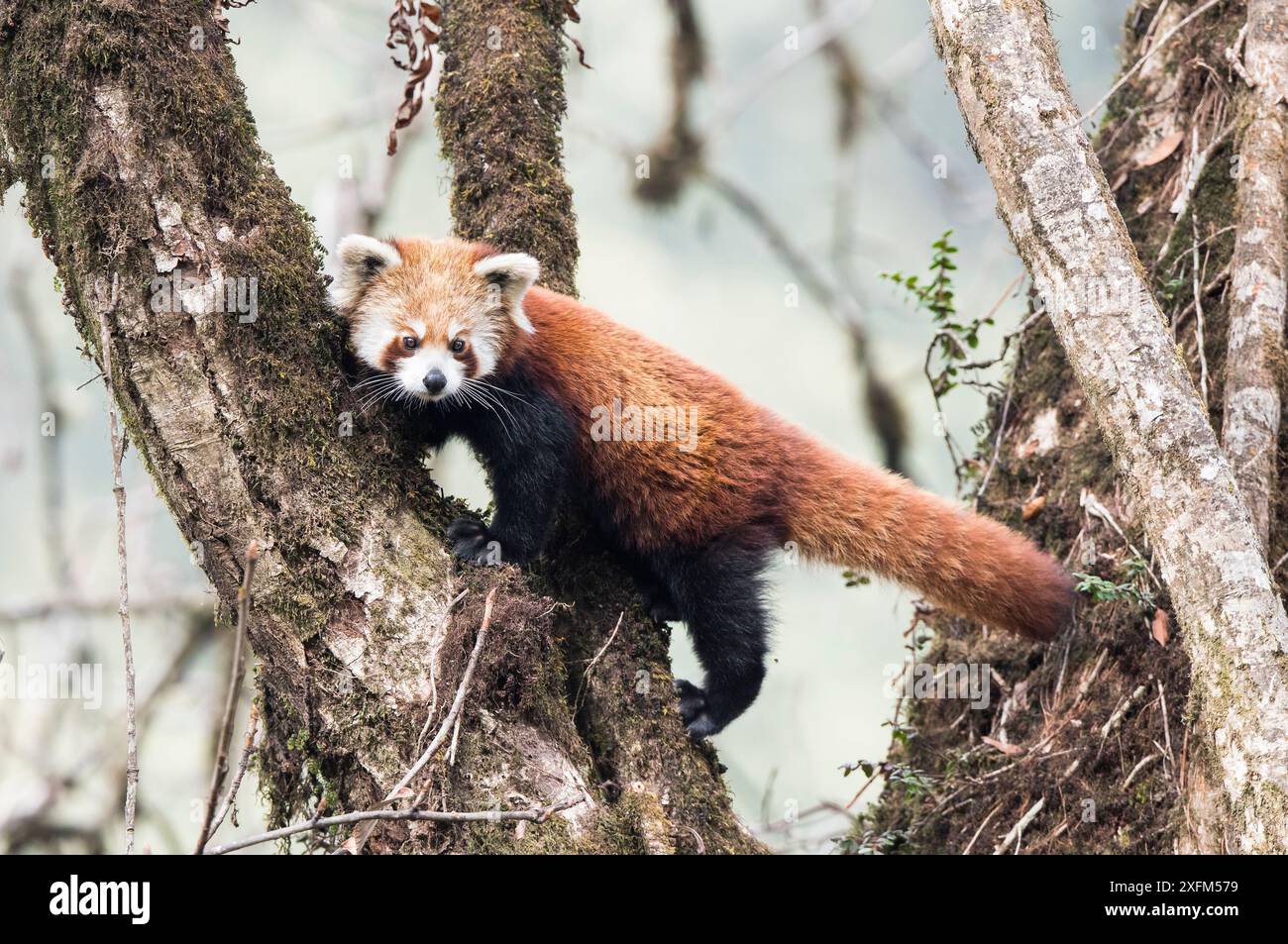 Panda rosso (Ailurus fulgens) in movimento tra gli alberi, Singalila National Park, Bengala Occidentale, India. Foto Stock