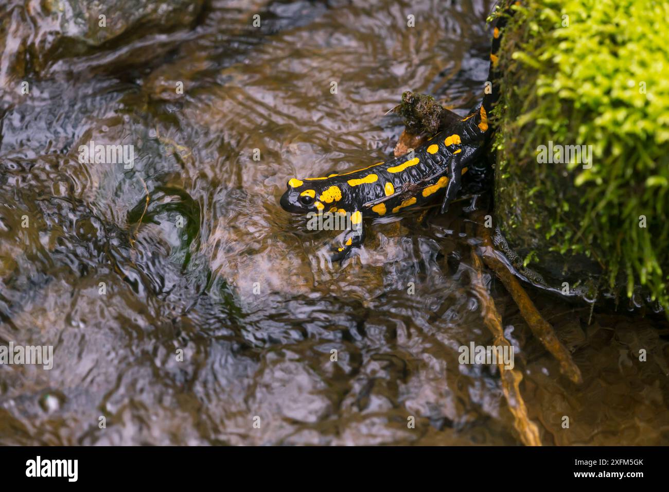 Salamandra (Salamandra salamandra) nel ruscello. Bayern, Germania. Aprile Foto Stock