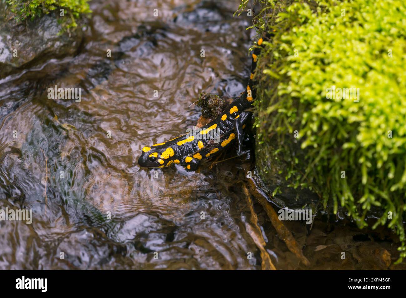 Salamandra (Salamandra salamandra) nel ruscello. Bayern, Germania. Aprile Foto Stock