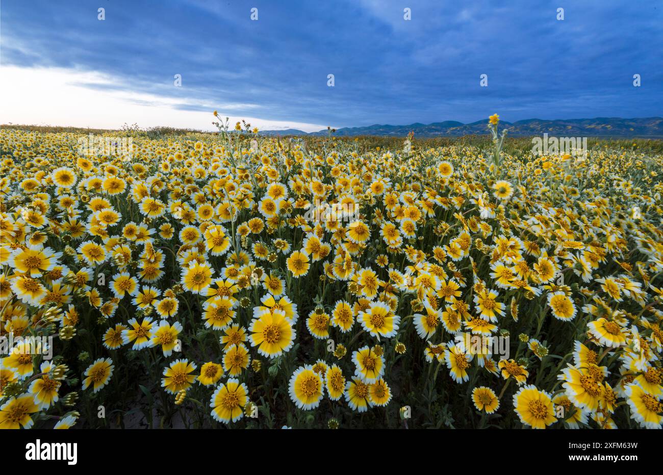 Mostra di fiori selvatici di massa con fiori ordinati (Layia platyglossa) e la catena Temblor tappezzata con fiori sullo sfondo alla luce della sera. Carrizo Plain National Monument, California, USA, marzo. Foto Stock