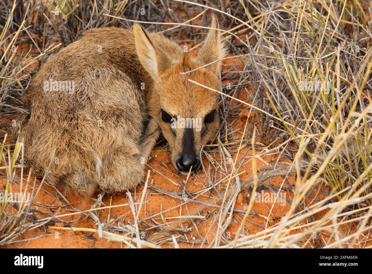 Vitello grigio duiker (Sylvicapra grimmia) nascosto nell'erba del deserto del Kalahari, Sud Africa Foto Stock