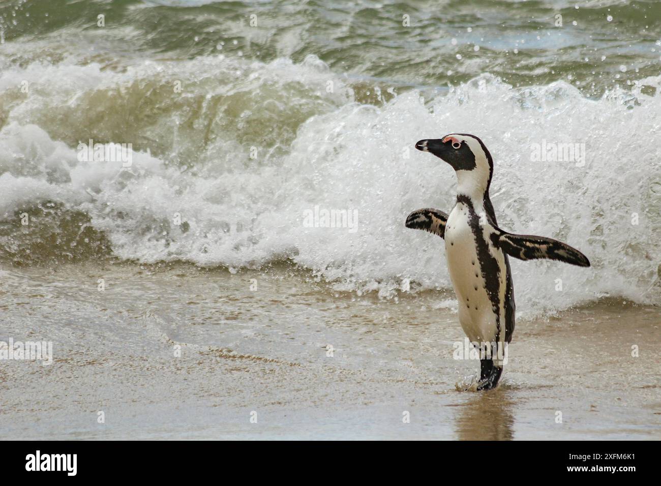 Pinguino africano (Spheniscus demersus) che emerge dall'oceano a Boulders Beach, vicino a Simon's Town, Sudafrica Foto Stock
