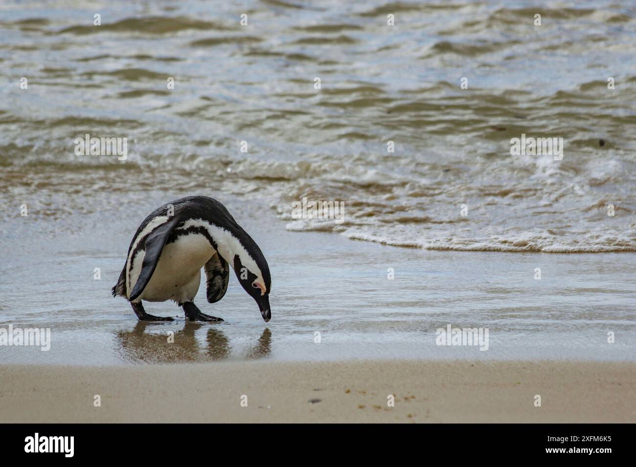 Pinguino africano (Spheniscus demersus) che guarda il terreno su Boulders Beach, vicino a Simon's Town, Sudafrica. Foto Stock