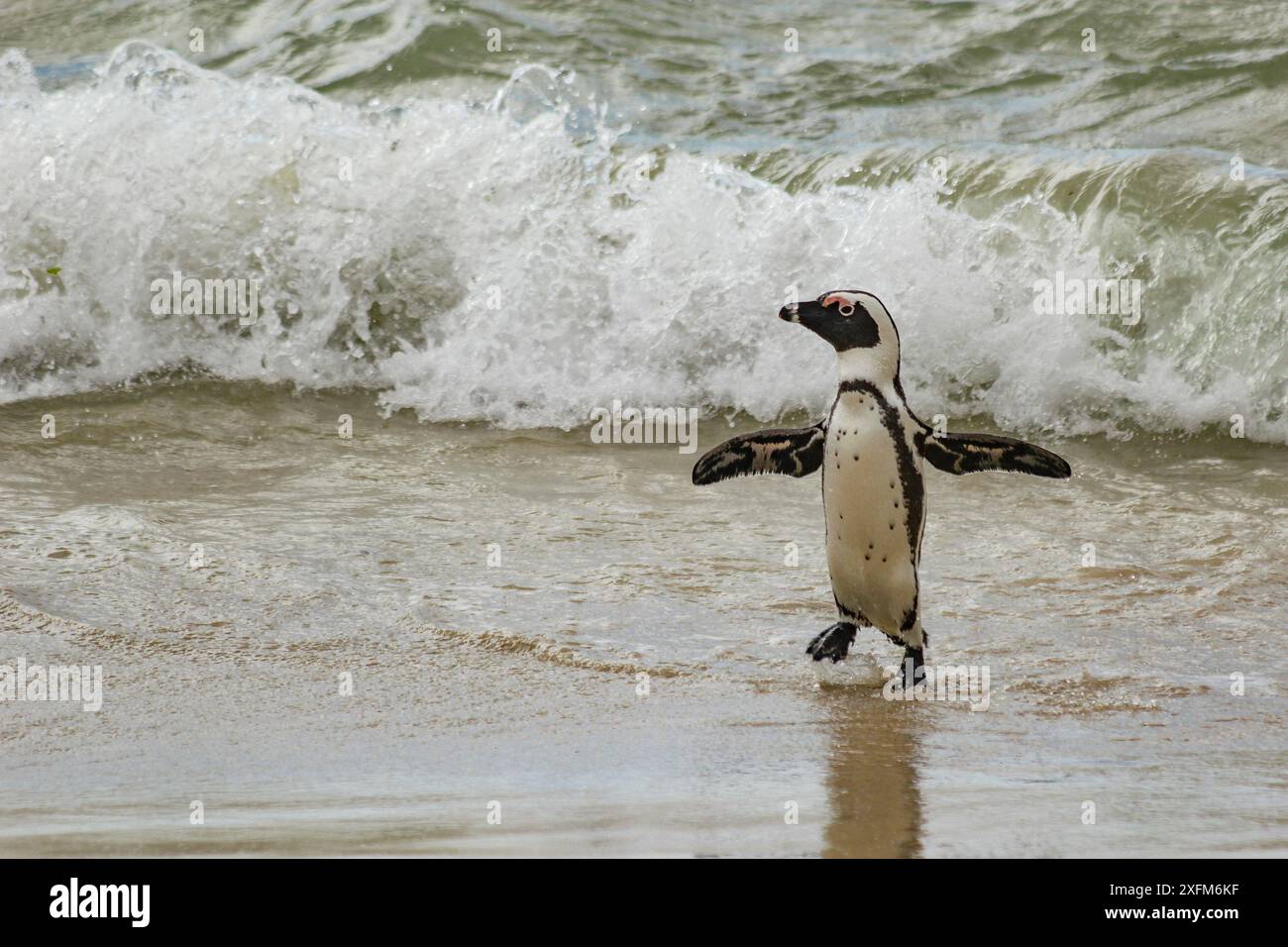 Pinguino africano (Spheniscus demersus) che emerge dall'oceano a Boulders Beach, vicino a Simon's Town, Sudafrica Foto Stock
