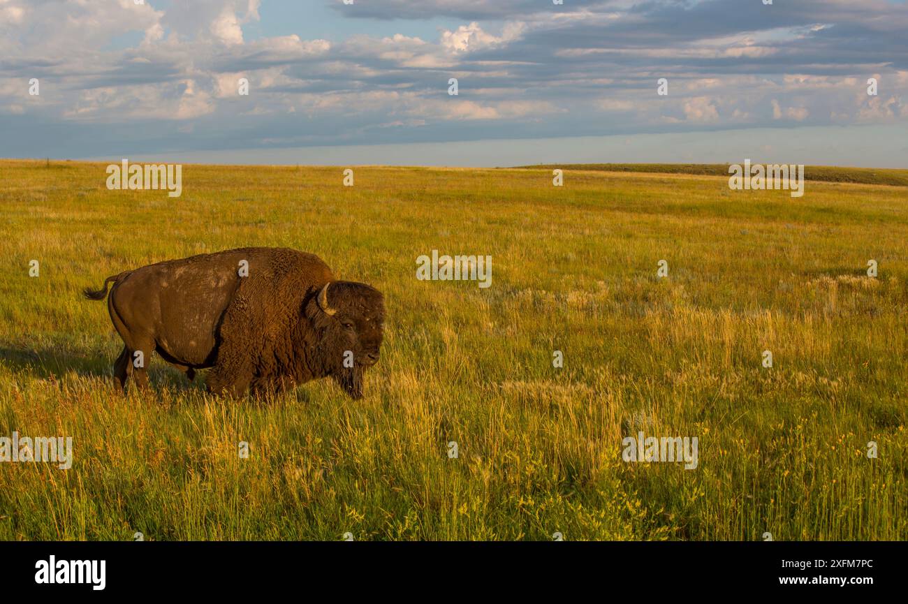 Bisonte americano (bisonte bisonte bisonte) Grasslands National Park, Val Marie, Saskatchewan, Canada. Luglio Foto Stock Bisonte americano (bisonte bisonte bisonte) Grasslands National Park, Val Marie, Saskatchewan, Canada. Luglio Foto Stock