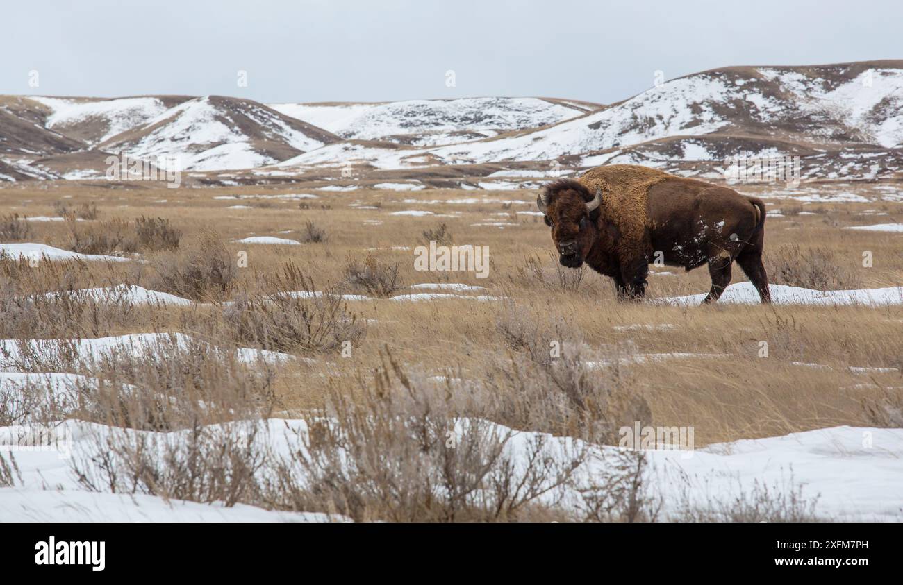 Bisonte americano (bisonte bisonte bisonte) Grasslands National Park, Val Marie, Saskatchewan, Canada. Gennaio Foto Stock Bisonte americano (bisonte bisonte bisonte) Grasslands National Park, Val Marie, Saskatchewan, Canada. Gennaio Foto Stock