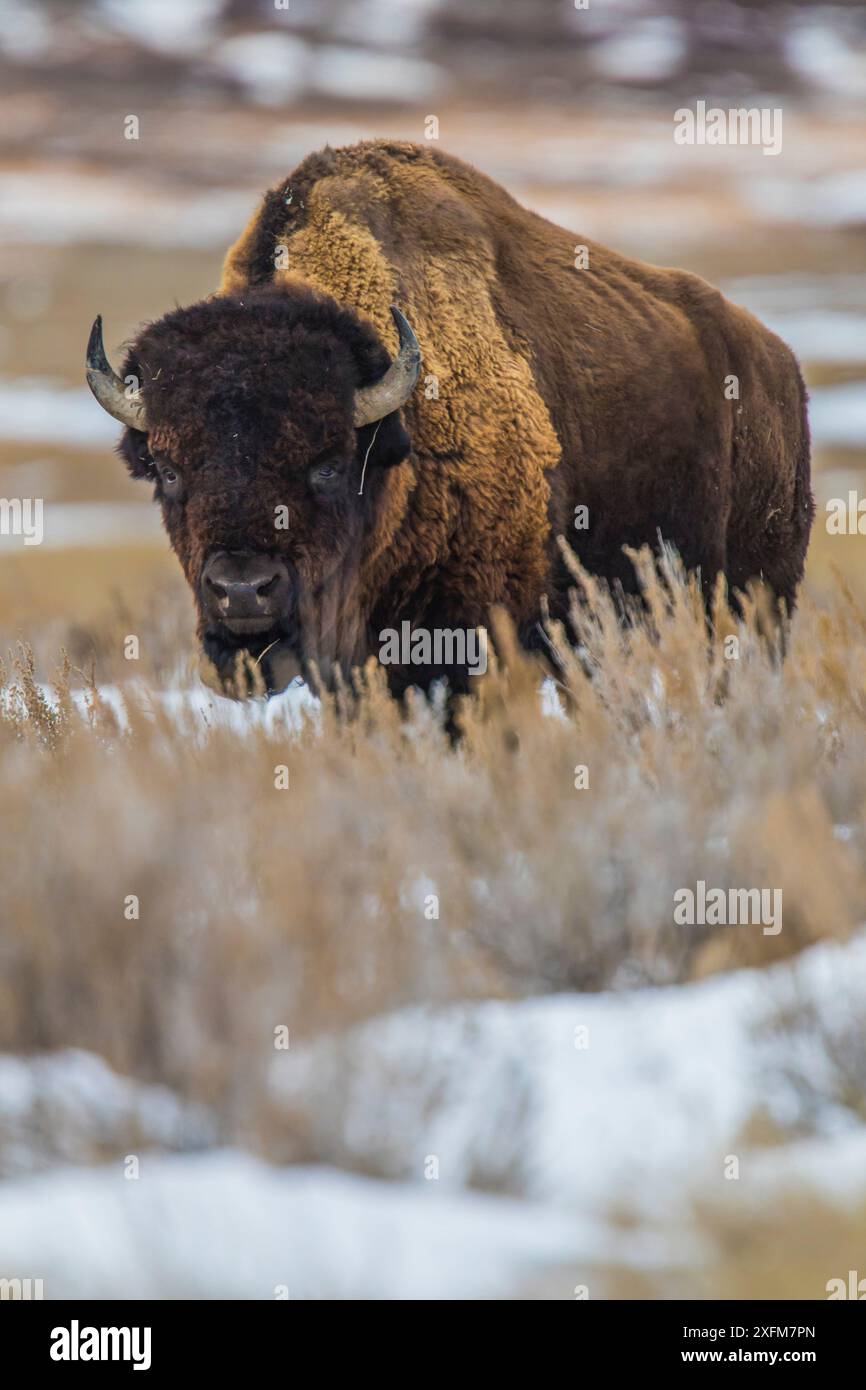 Bison (bisonte bisonte bisonte) Grasslands National Park, Val Marie, Saskatchewan, Canada. Gennaio Foto Stock Bison (bisonte bisonte bisonte) Grasslands National Park, Val Marie, Saskatchewan, Canada. Gennaio Foto Stock