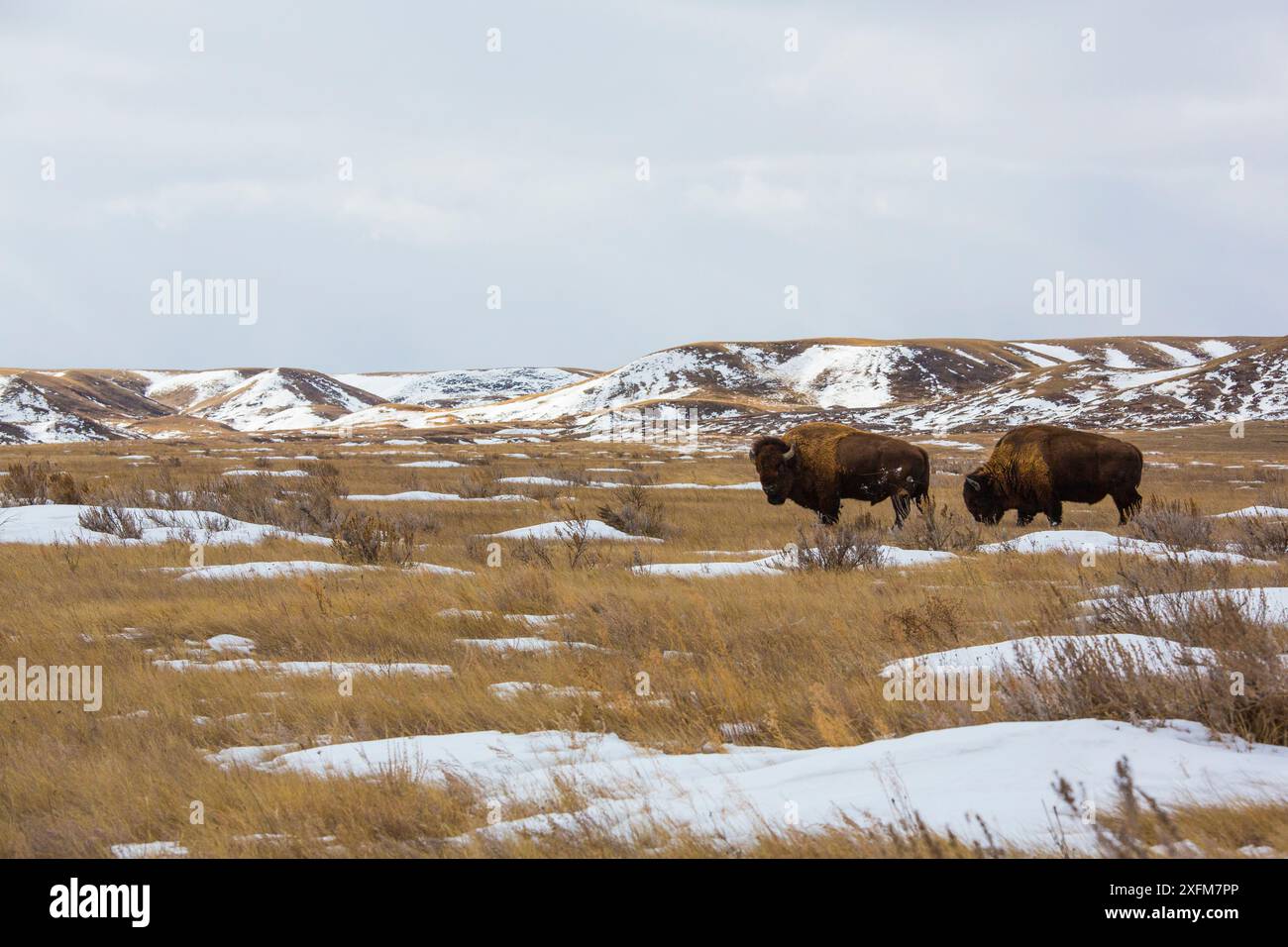 Bisonte americano (bisonte bisonte bisonte) Grasslands National Park, Val Marie, Saskatchewan, Canada. Gennaio Foto Stock Bisonte americano (bisonte bisonte bisonte) Grasslands National Park, Val Marie, Saskatchewan, Canada. Gennaio Foto Stock